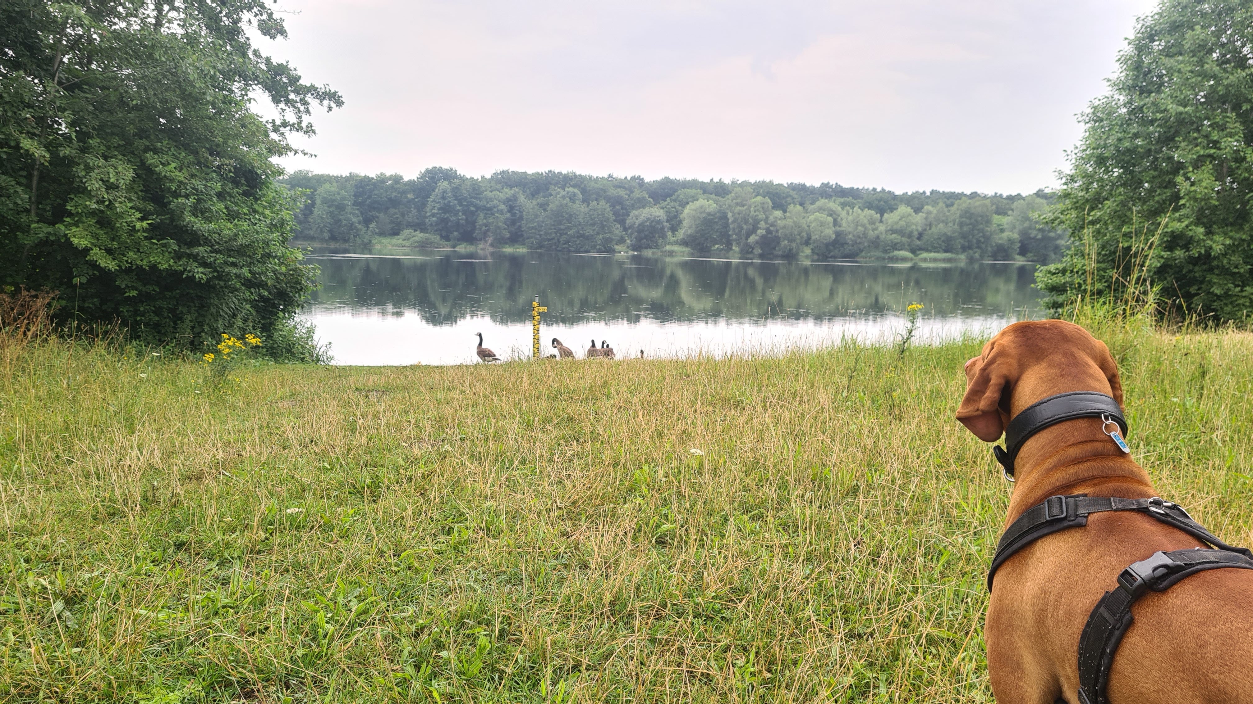 Warum dein Hund draußen plötzlich nichts mehr kann – Erregung, Stress und Lernen im Alltag