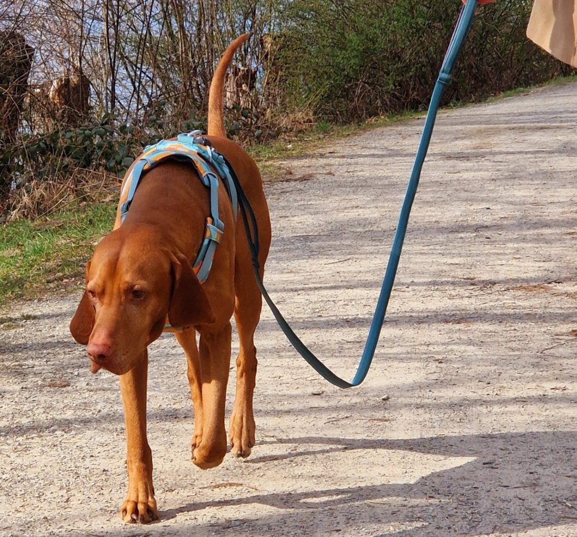 Brauner Hund mit Geschirr läuft an einer Leine entlang einem Weg.