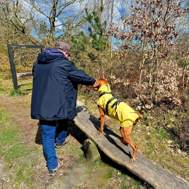 Eine Person führt einen Hund in einem gelben Geschirr über einen Baumstamm im Freien.