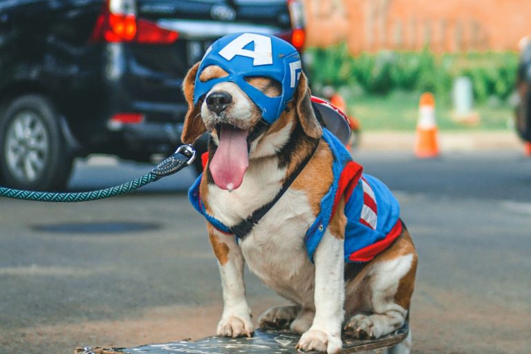 Beagle in einem blauen Superheldenkostüm mit roten Details, sitzt auf der Straße und gähnt.
