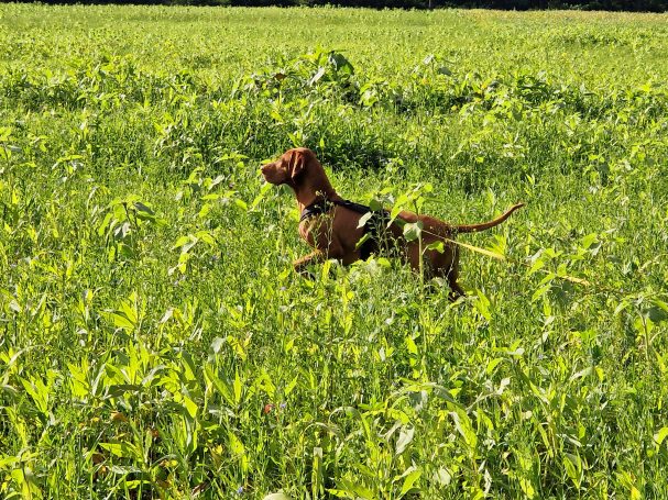 Braunfarbener Hund läuft in hohem Gras auf einem Feld.