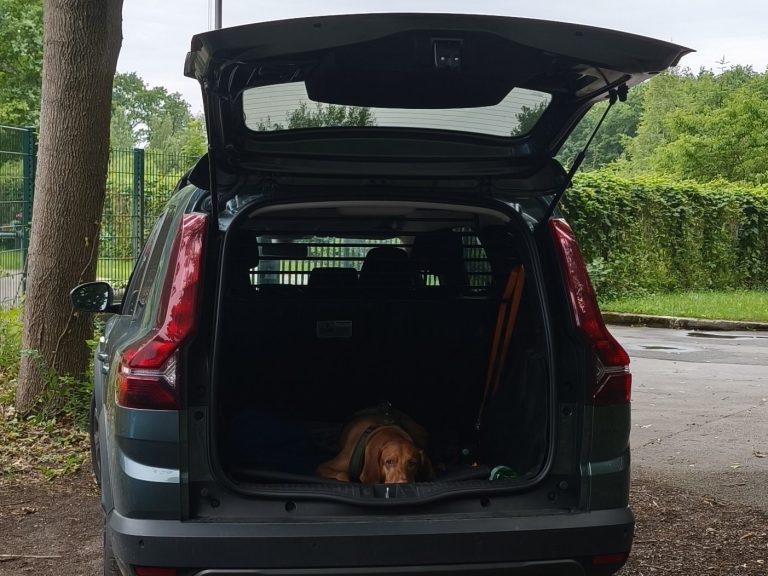 Ein Hund liegt entspannt im Kofferraum eines Autos.