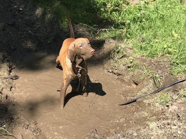 Ein brauner Hund steht in einer vertieften, schlammigen Stelle im Garten.