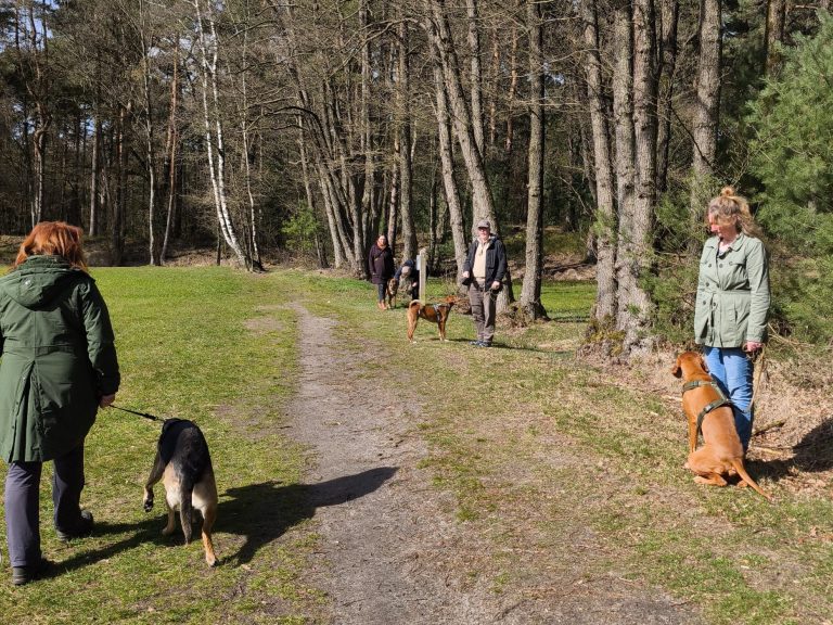 Hundebesitzer spazieren mit ihren Hunden auf einem Waldweg. Es handelt sich um eine Übung während eines Social Walks.