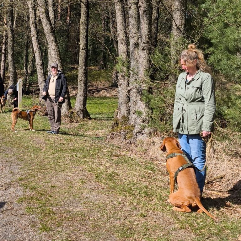 Zwei Personen stehen neben ihren Hunden in einem Waldgebiet an einem Weg.