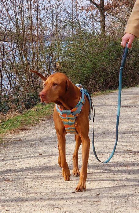 Brauner Hund mit Geschirr an einer Leine läuft auf einem Weg entlang.